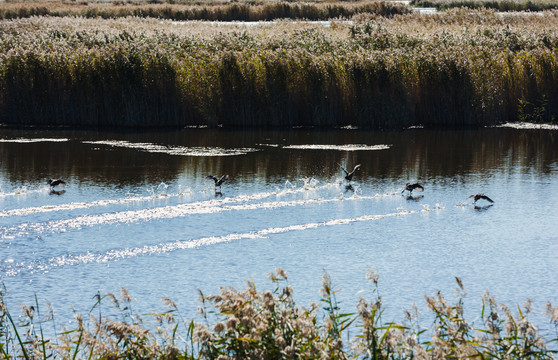 芦苇荡湿地野鸭
