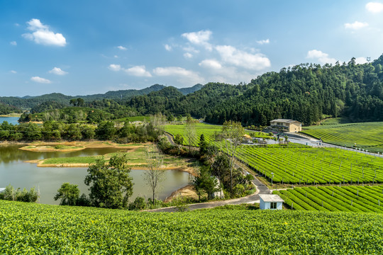 农田茶叶园鸟瞰图