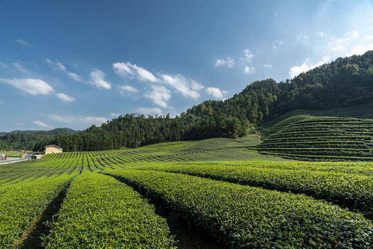 户外乡村生态茶园