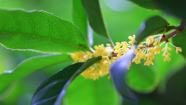 桂花花瓣