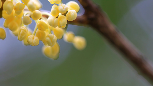 桂花花瓣