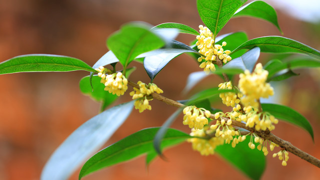 桂花花瓣