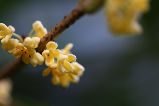 桂花花瓣