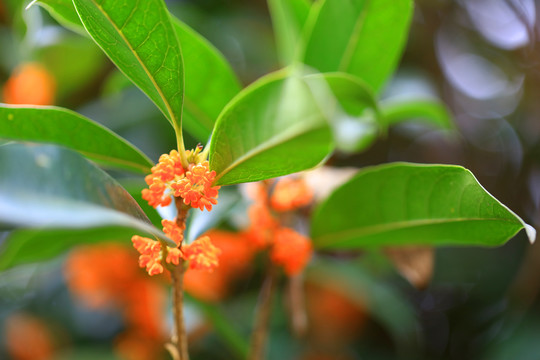 桂花花瓣