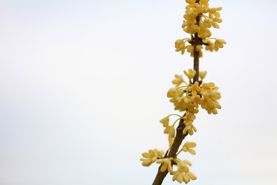 桂花飘香