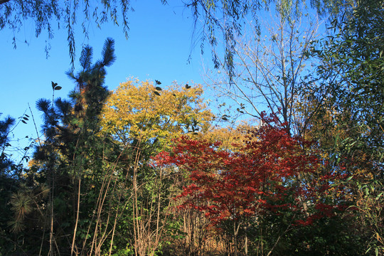 郊野公园