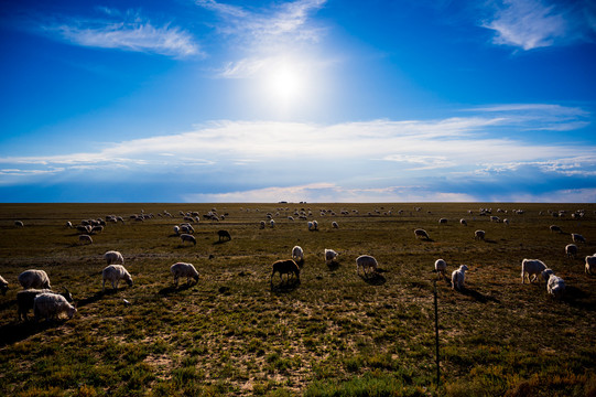锡林郭勒草原的羊群
