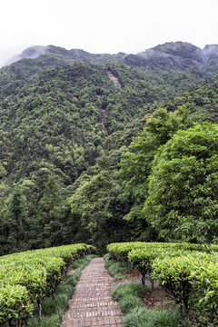 广西贺州姑婆山