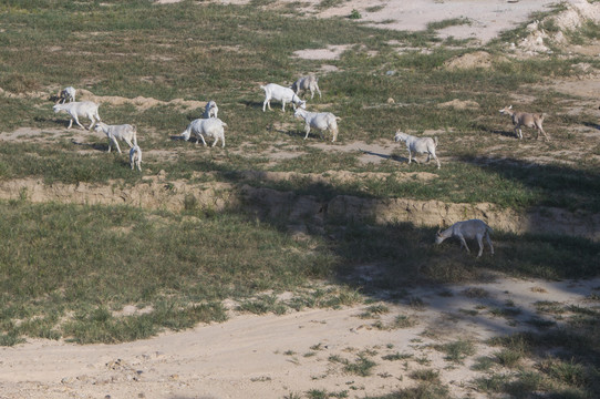 一群羊儿吃草中