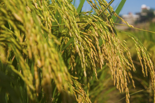 水稻稻穗稻子稻粒