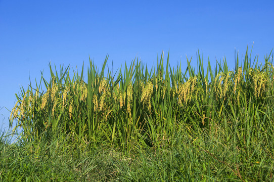 稻子风景