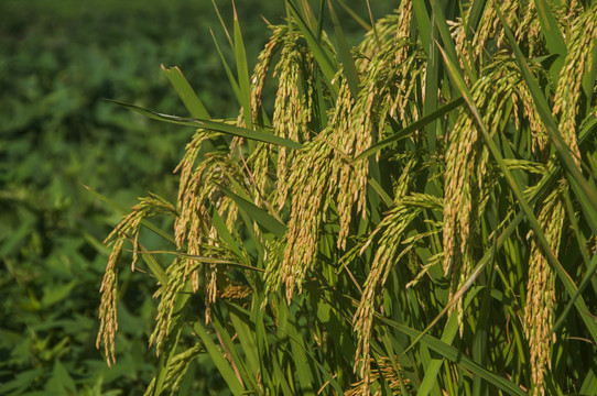 农作物大米水稻