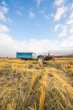 中国东北黑龙江收割机收割水稻