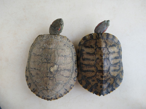 两只乌龟