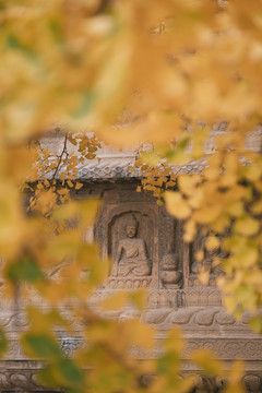 北京五塔寺银杏