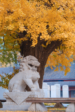 北京五塔寺银杏