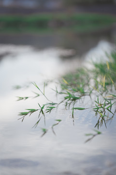 水草倒影