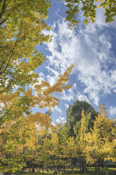 蓝天白云与金黄色银杏树