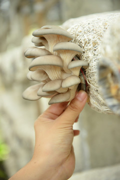 采摘蘑菇