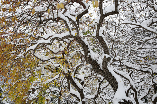 雪中的树