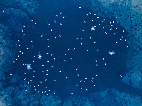 群集的海鸥