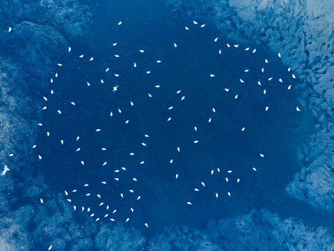 群集的海鸥