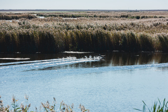 秋季芦苇湿地野鸭子