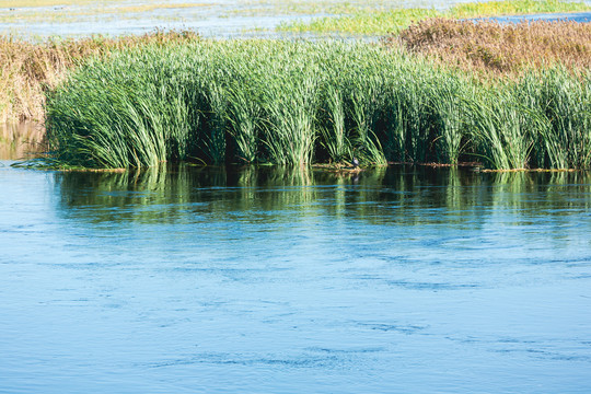 湿地水草水面