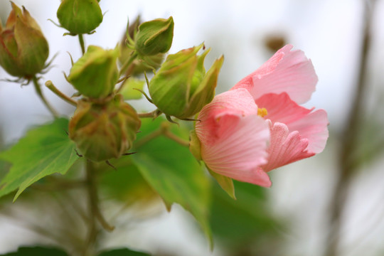 木芙蓉