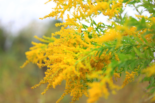 一枝黄花