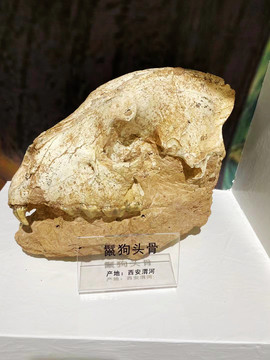 鬣狗头骨化石