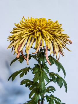 黄花