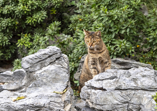 户外可爱狸花猫