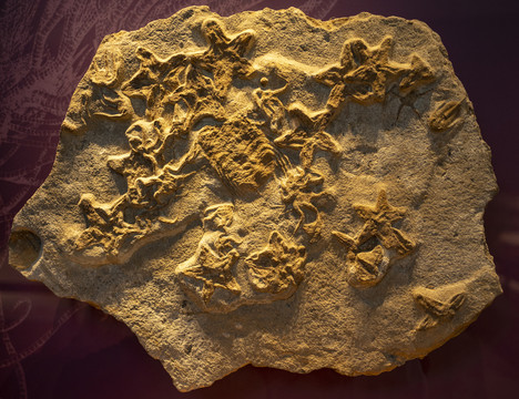 海星化石