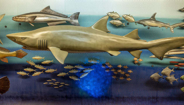 海洋鱼类模型