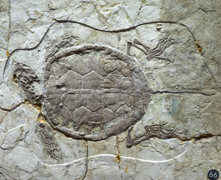 乌龟化石