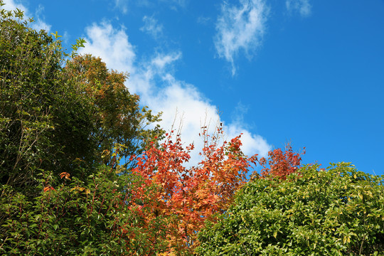 秋天的树木和白云