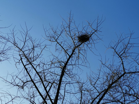 冬天枯树枝上的鸟巢