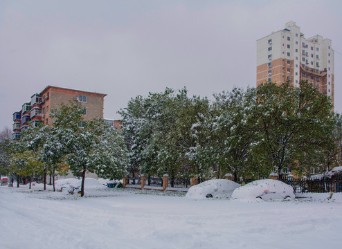 挂雪的树雪覆盖的轿车与居民楼