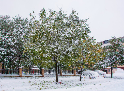 挂雪的树雪覆盖的轿车与雪地