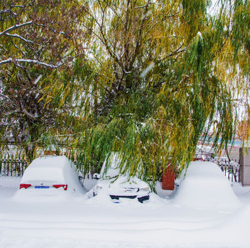 柳树下大暴雪覆盖的轿车