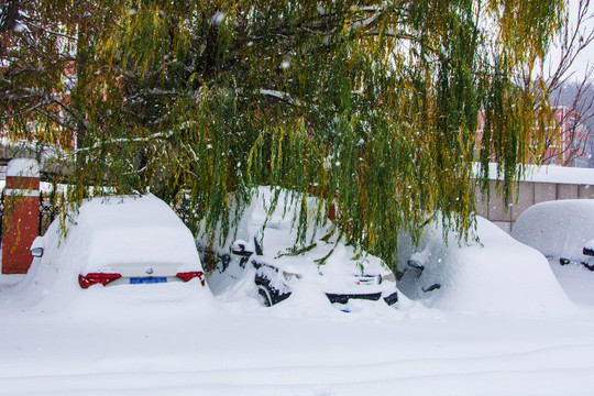 柳树下大雪覆盖的轿车