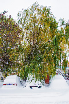 柳树与大雪覆盖的轿车