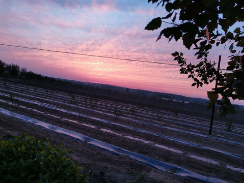 田地夕阳