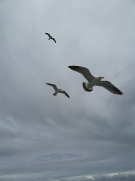 飞翔海鸥