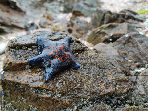 蓝色海星