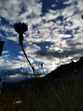 花朵反光