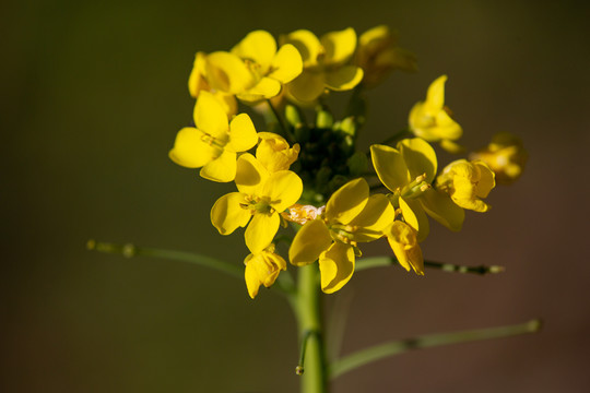 油菜花