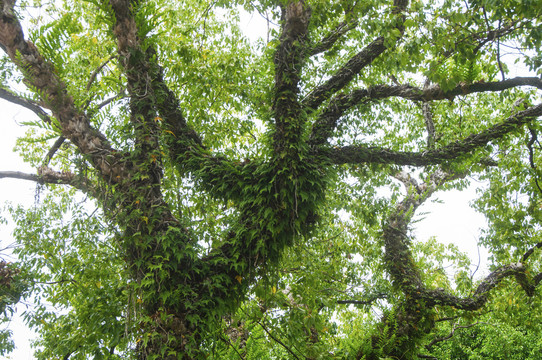 树枝枝杈与附生植物