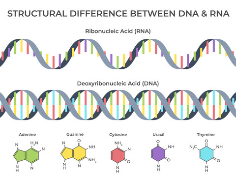 分子生物学讲义图片素材